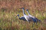 Sandhill Cranes_36260